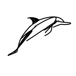 dolphin_3